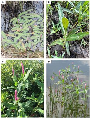 Evolutionary unraveling: new insights into the Persicaria amphibia complex